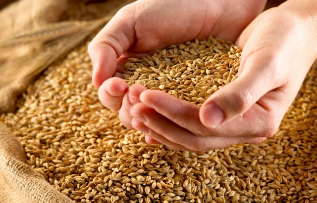 منظمة دولية تتوقع ارتفاع أسعار القمح العالمية بنسبة 34 بالمائة