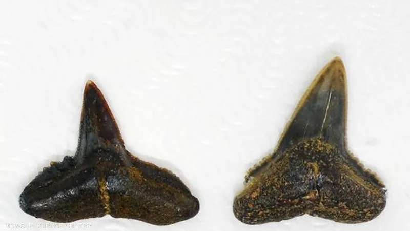 تعرف الباحثون على سمكة القرش عبر أسنانها المتحجرة